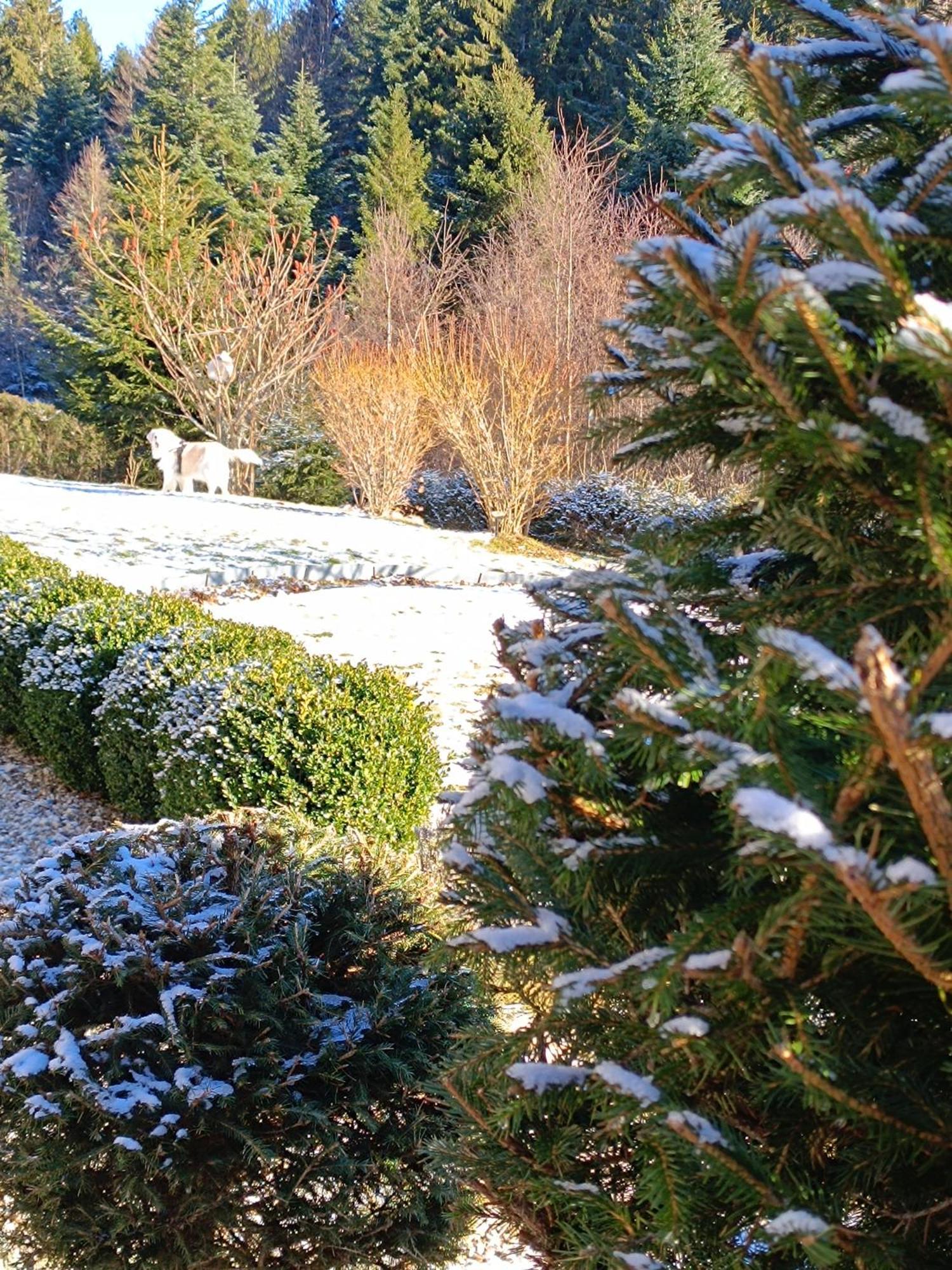 L'Eden De Floridylle Bed & Breakfast Xonrupt-Longemer Eksteriør bilde